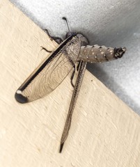 Stilbopteryx costalis