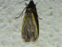 Gampola