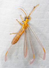 Nymphes aperta