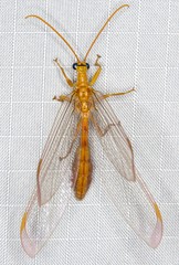 Nymphes aperta