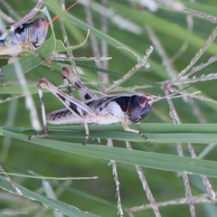 Boopedon flaviventris