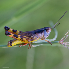 Boopedon flaviventris