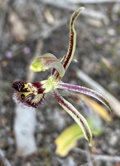 Caladenia barbarossa