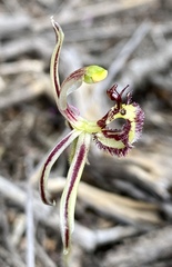 Caladenia barbarossa