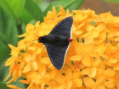 Pyrrhopyge thericles