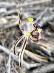 Caladenia barbarossa