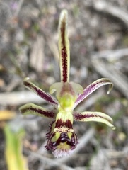 Caladenia barbarossa
