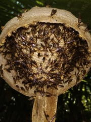 Angiopolybia