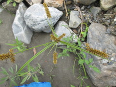 Cyperus aggregatus