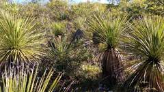 Dasylirion acrotrichum