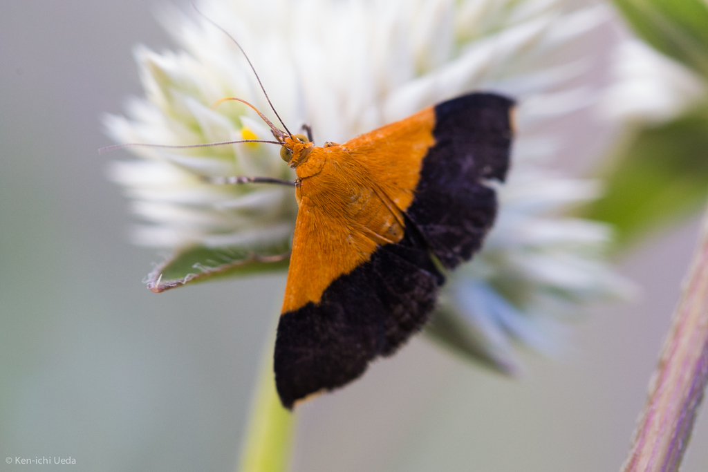 Pyrausta augustalis