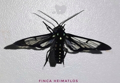 Cosmosoma xanthosticta