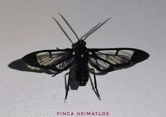 Cosmosoma xanthosticta