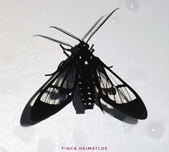 Cosmosoma xanthosticta