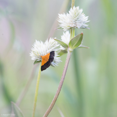 Gomphrena sonorae