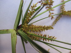 Cyperus aggregatus