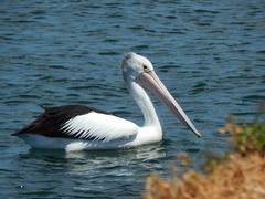 Pelecanus conspicillatus