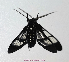 Cosmosoma xanthosticta