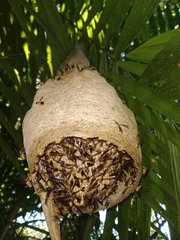 Angiopolybia