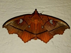 Midila poppaea