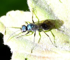 Auplopus architectus