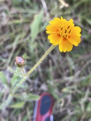 Tridax trilobata
