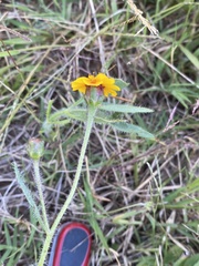 Tridax trilobata