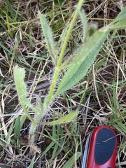 Tridax trilobata