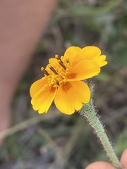 Tridax trilobata