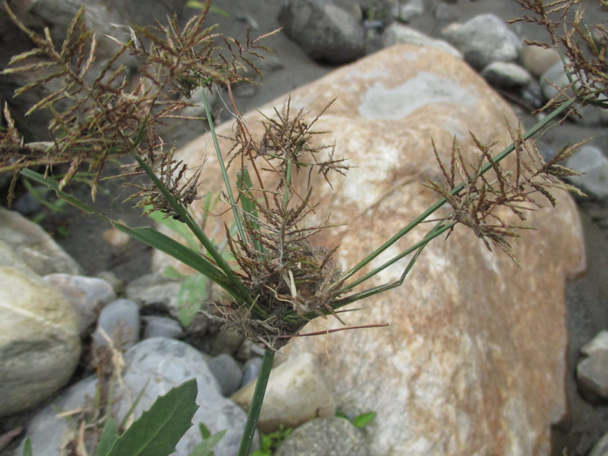 Cyperus distans image