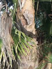 Sciurus carolinensis