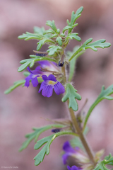 Schistophragma intermedium