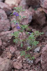 Schistophragma intermedium