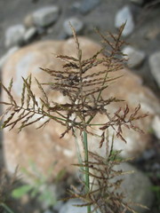 Cyperus distans