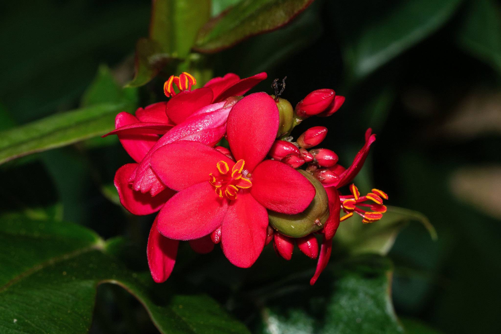 Jatropha integerrima