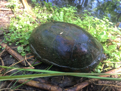 Kinosternon sonoriense