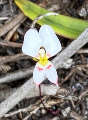 Levenhookia pauciflora