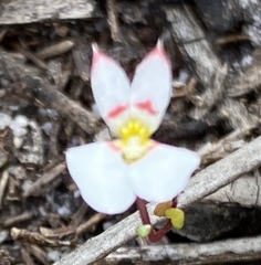 Levenhookia pauciflora