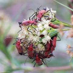 Chauliognathus lecontei
