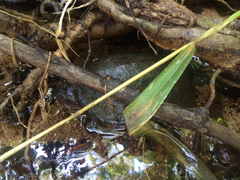 Kinosternon sonoriense