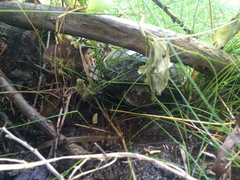 Kinosternon sonoriense