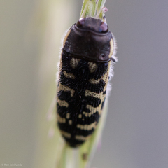 Acmaeodera solitaria