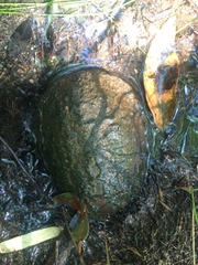 Kinosternon sonoriense