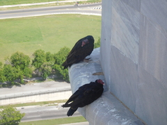 Cathartes aura