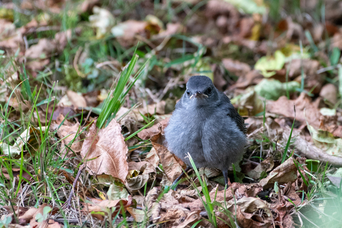 Gray Catbird photographed in Connecticut