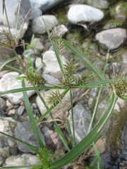 Cyperus hermaphroditus