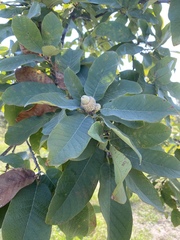 Quercus polymorpha