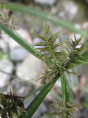 Cyperus hermaphroditus