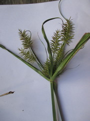 Cyperus hermaphroditus