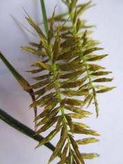 Cyperus hermaphroditus